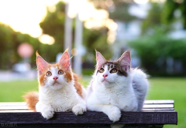 猫咪感冒症状表现，猫咪感冒发烧表现（猫咪感冒了有什么表现）