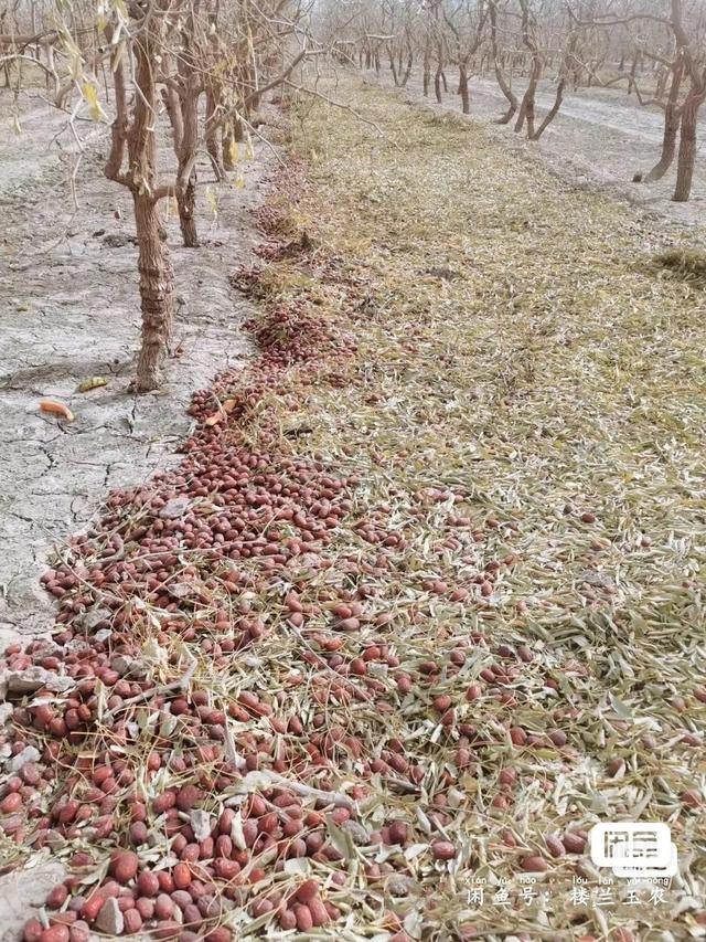 若羌红枣的功效与作用，若羌枣和和田枣哪个好（新疆若羌红枣）