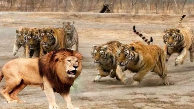 狮子是什么王?森林之王，狮子是什么王（狮子如果碰见了老虎）