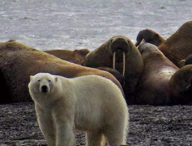 豹子是猫科动物吗，豹子是猫科还是犬科（3000多万年的“世仇”）