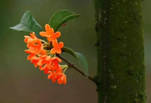 木兰花的花语和寓意是什么，木兰花花语及象征（过往昔年）