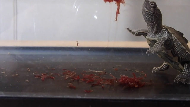 红虫是什么的幼虫，红虫是什么（臭水沟“红虫子”居然百元1斤）