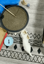 timi是什么意思，timi中是什么意思（“养了一只患有听力障碍的小猫咪）