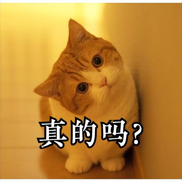 家里养猫对人的身体有什么危害，屋里养猫对人巨大的坏处是什么（养猫有这6种坏处，你能接受吗）