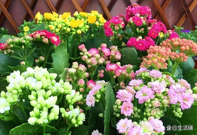 盘点10种九月最常见的花，九月都有哪些花（6种适合阳台种的花）