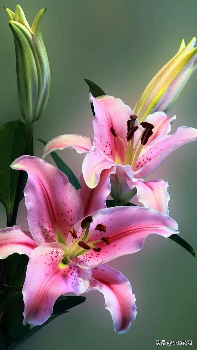 母亲节送什么花，母亲节送什么花最适合（能送给母亲的花不只是康乃馨）