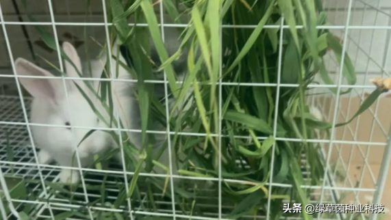 猫尾草的种植方法和注意事项，猫尾草种植技术（养兔子养宠物就种它）