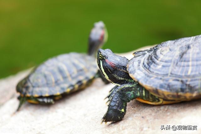 乌龟怎么分公母图解，乌龟怎么分公母 幼年（乌龟生命力顽强又好养）