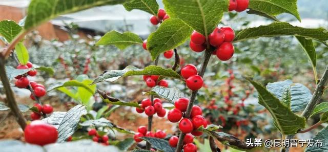 冬青树价格多少钱一棵，冬青树多少钱一棵（单枝卖到30多元）