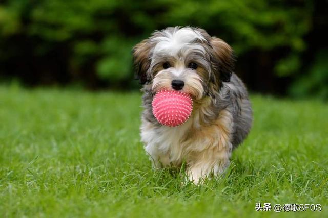 狗狗排行榜之“最可爱”的几种狗，种最可爱的泰迪熊犬种