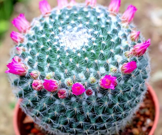 仙人掌不是花，没法让人捧在手心上。，仙人掌有什么品种（花大色艳开满了图片）