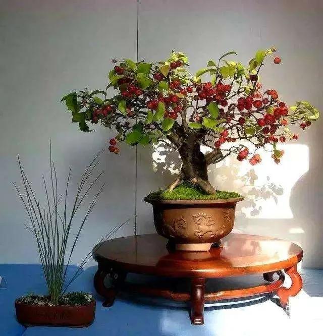 胡秃子盆景的养殖方法，唯美图片——胡颓子盆景欣赏（野生胡秃子盆景怎么养）