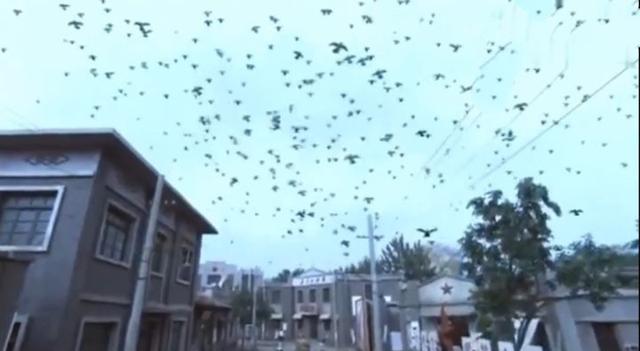 蝙蝠是鸟吗，四川德阳傍晚出现“密集鸟群”（蝙蝠是鸟吗请说明你的理由）