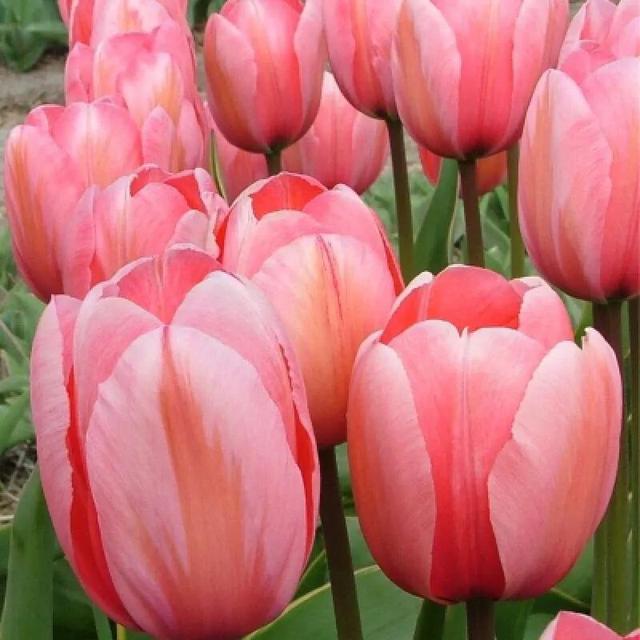 白色郁金香花语，郁金香的花语和传说（世界花后郁金香）