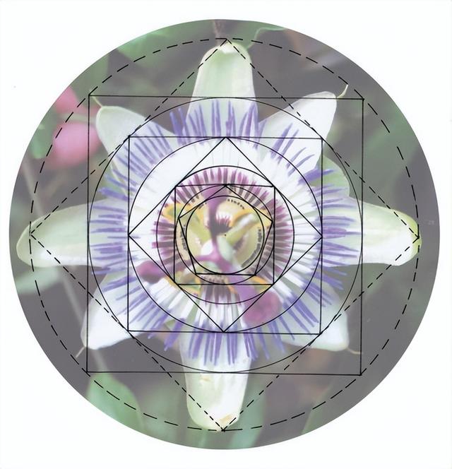 花朵的构造有哪些，花朵的组成结构（暴力拆解花朵的几何结构）