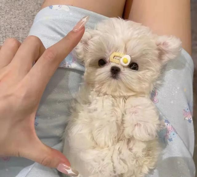 狗狗肠胃炎症状，狗狗的肠胃炎死亡征兆（狗狗肠胃炎吃什么药最管用）