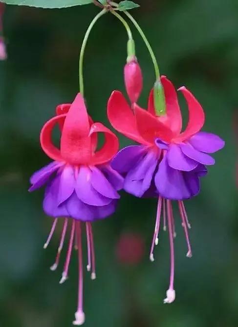 灯花有什么寓意，各种花灯的寓意（吉祥的灯笼花）