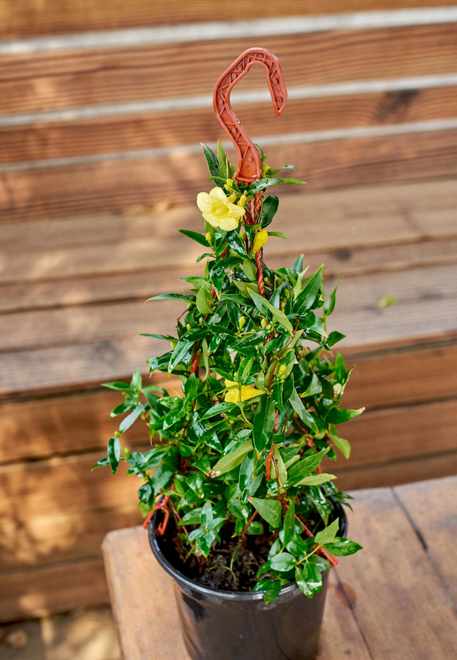 地狱花的花语是什么，地狱花园2021（12种“小毒花”）