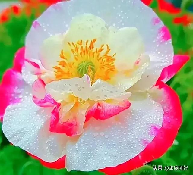 四字词语鲜艳夺目如何怎么样造句子，形容色彩鲜艳绚丽的四字词语（美丽动人的花花）