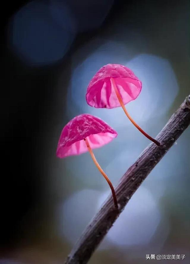 山无棱天地合才敢与君绝，山无棱天地合才敢与君绝出自哪里（山无棱 天地合 才敢与君绝）