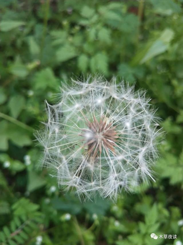 那些四月里开出绚烂花儿的野生植物们，四月有什么花开花