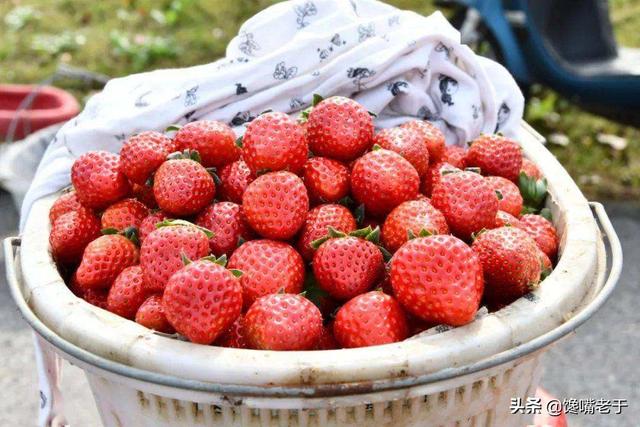 中国哪里盛产草莓啊，中国哪里产的草莓最好吃（这8个地方比较出名）