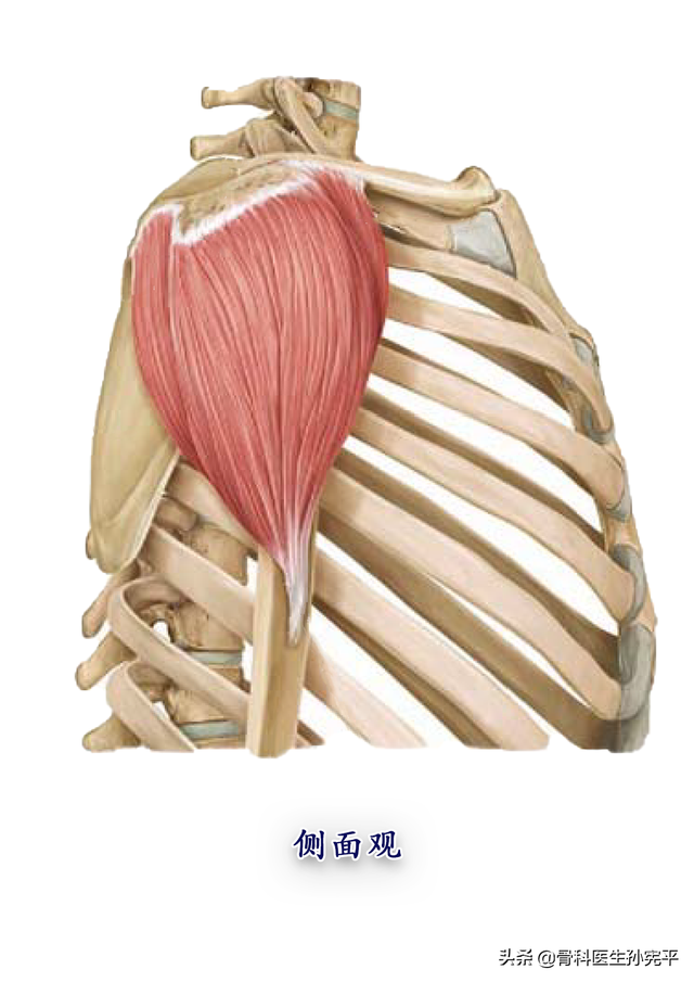 于斜方肌的止点向对应,肌束向外下集中,止于肱骨体外侧的三角肌粗隆