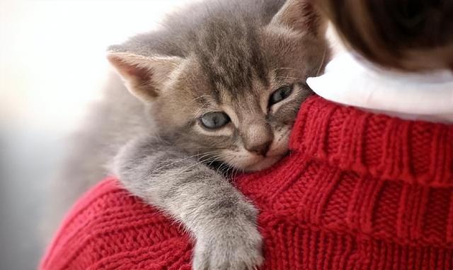 猫临死前最后一叫声代表什么，猫咪临死前的六个特殊征兆（其实是在向你“告别”）