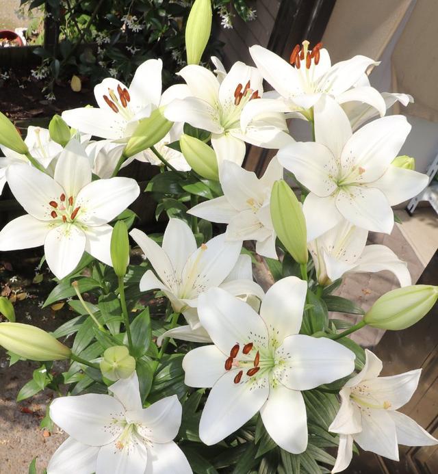 如意花怎么养，如意皇后的养殖方法和注意事项（颜值高寓意好开爆盆）