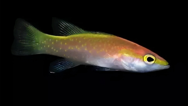 雪龙鱼的做法和配方，鳕鱼的烹饪方法（一条鱼抵得上一栋别墅）