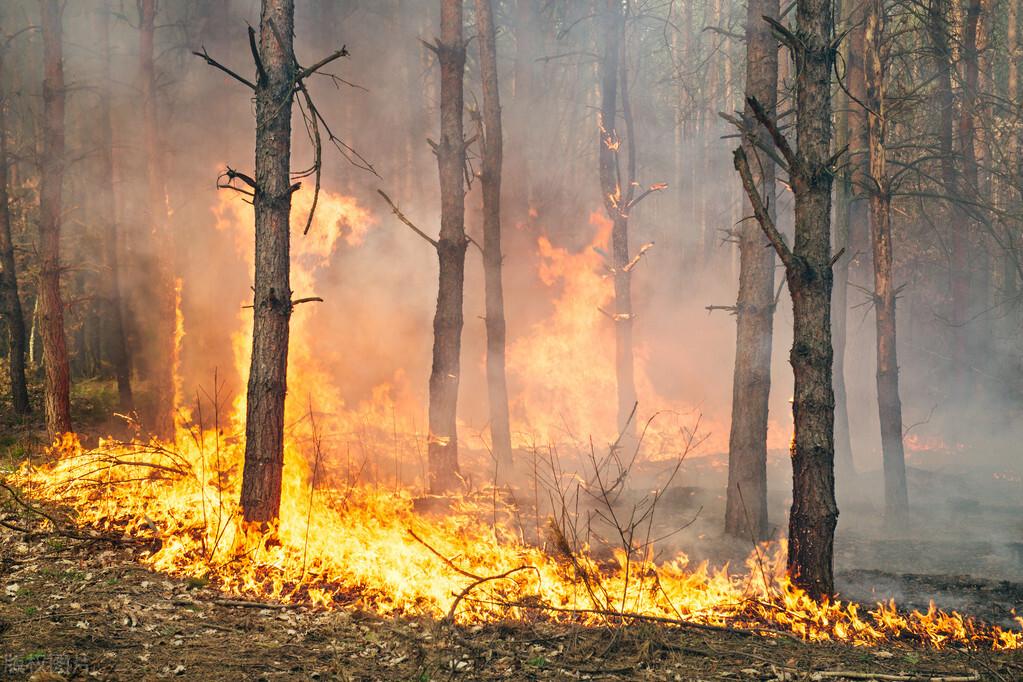 应急预案的层次可分为哪三类，应急预案分为哪三类（石家庄发布新修订的森林草原火灾应急预案）