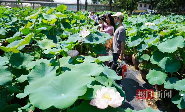 千瓣莲精品荷花，千瓣荷花……珍品莲首现武汉植物园荷花展