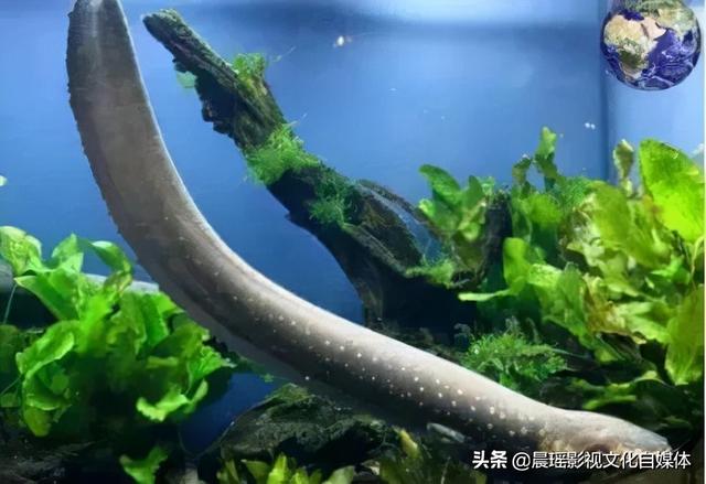 亚马逊热带雨林的危险动物，热带雨林有什么危险的动物（世界上最危险的亚马逊丛林）