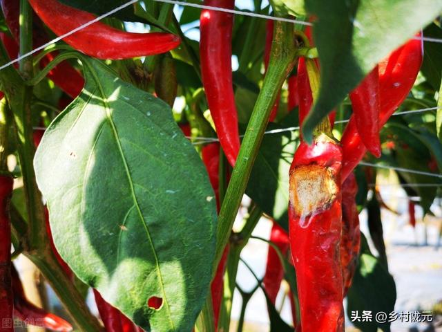 1,辣椒栽培后易发生疫病,炭疽病,用对8种方法,预防管控获得高产