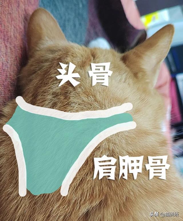 怎样抱猫咪最舒服，怎样抱猫咪最舒服图片（史上最全猫咪按摩宝典）