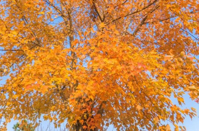 金色枫叶什么意思，金色枫林是什么意思（唯美枫叶诗句、枫叶图片、以及枫叶的寓意）