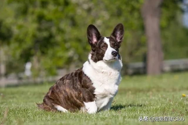 最好的三色柯基犬，稳重聪明的短腿牧牛犬