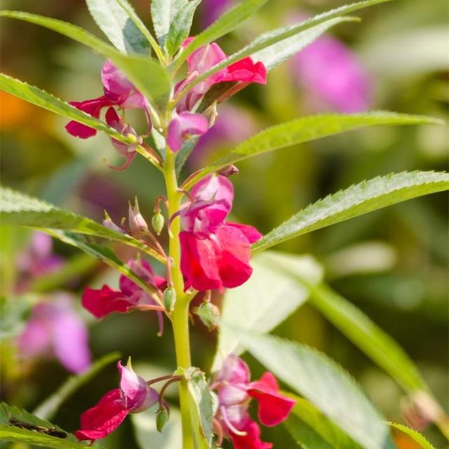 大门左右栽什么花草好，大门口两侧摆放的植物（院子里养“4种花”）