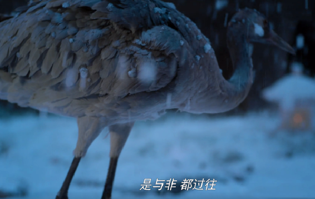 陈情令兔子是什么意思，陈情令中送兔子是哪一集（陈情令：云深不知处禁止养宠物）