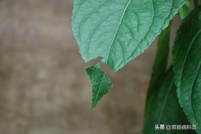 曼陀罗花的图片，曼陀罗花是什么（301味中药材的原植物彩色图谱）