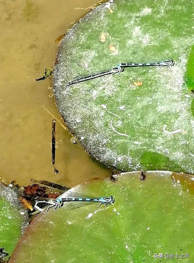 虎紋蛙,發現 , 虎紋蛙守蓮花待豆娘(虎紋蛙可以吃嗎)