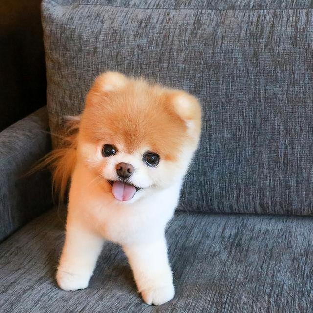 哪种博美犬最好养，很适合懒人养哦