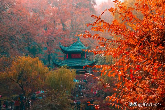 霜叶红于二月花的霜叶是什么意思，霜叶红于二月花的霜叶是什么意思啊（停车坐爱枫林晚）