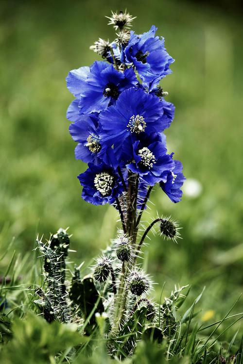 花，花好月圆人长久（72种鲜花欣赏图片）