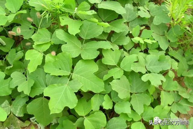 五蠹是哪五个，指的是哪五蠹？之首是儒术吗（中国麻类作物大全）