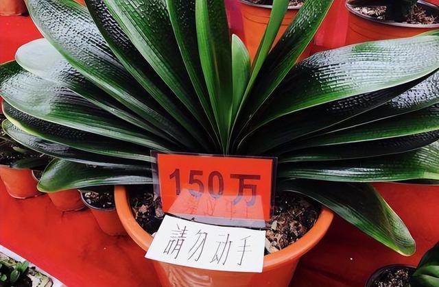 睡火莲介绍，睡火莲图片大全（8种“贵族花”）