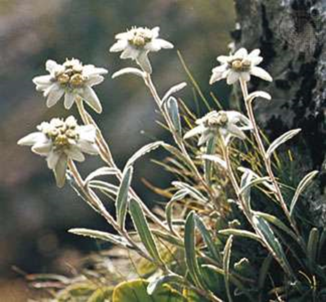 雪绒花英文版歌词，《雪绒花》英文版歌词是什么（听歌学英语——Edelweiss）