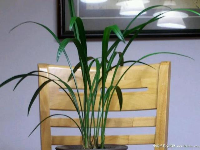 建兰最香白色兰花品种，又白又香的大瓜子，还有故事
