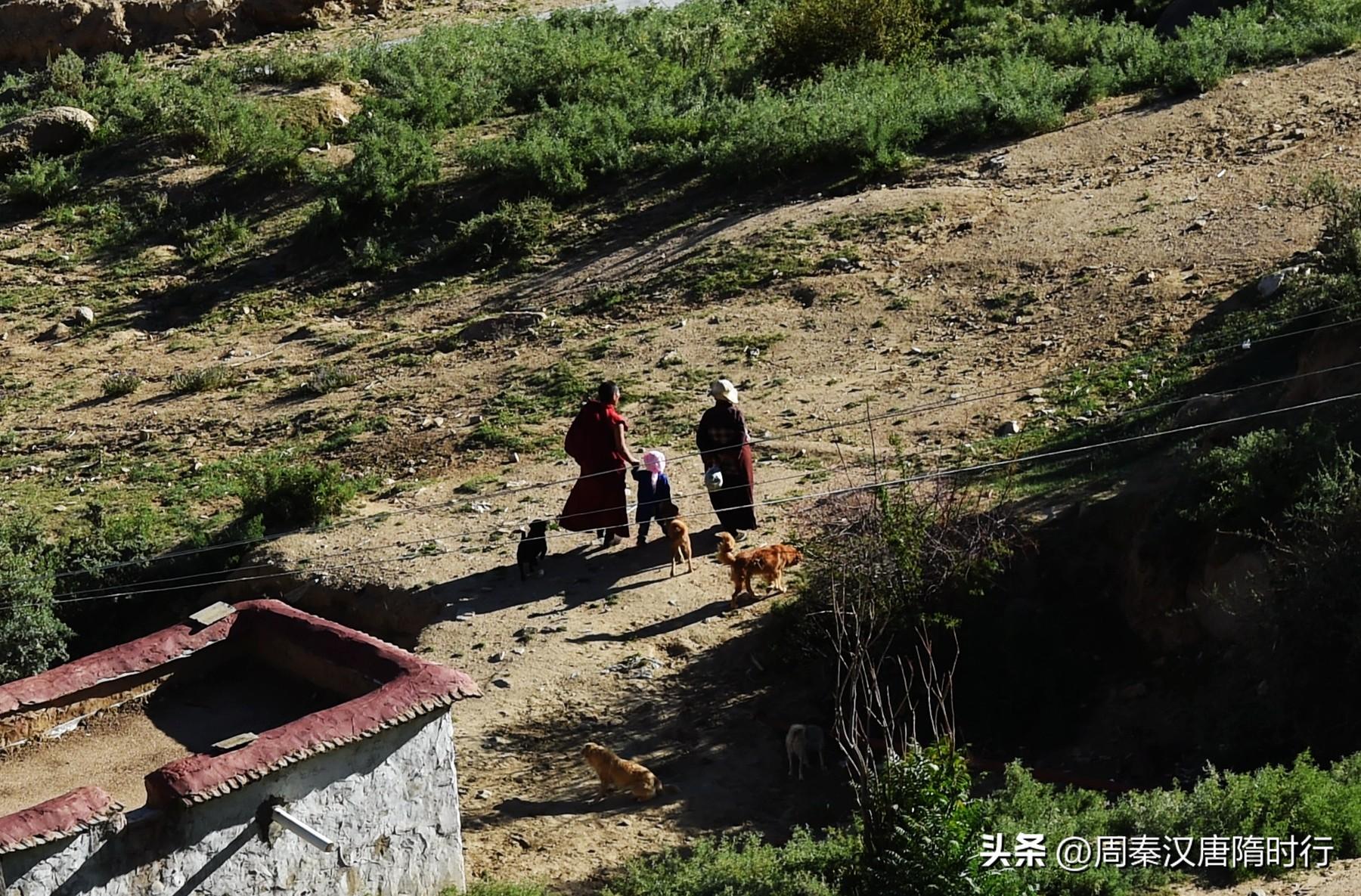 拉萨犬值多少钱 拉萨犬什么价格和图片