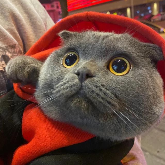 加菲猫价格多少钱一只，加菲猫多少钱一只（脾气“无敌棒”的4种猫）